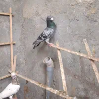 ۶ تا کفتر مفت