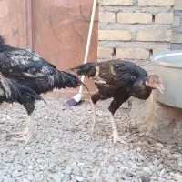 جوجه خروس لاری اصیل