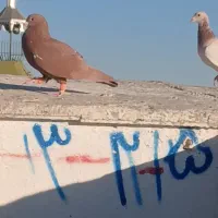 کفتر سرخ کرمونی|پرنده|سبزوار, میدان بار|دیوار