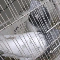 چند جفت کبوتر فروشی|پرنده|جیرفت, |دیوار