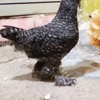 مرغ سلطان
