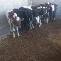 فروش گوساله ماده