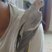 عروس هلندی نر و ماده جفت