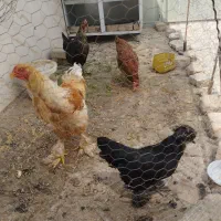 مرغ وخروس