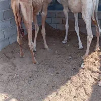 دوعددشتر نر