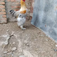 خروس برهما اصل|حیوانات مزرعه|گمیشان, |دیوار