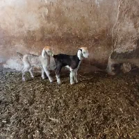 بزنجدی|حیوانات مزرعه|فارسان, |دیوار