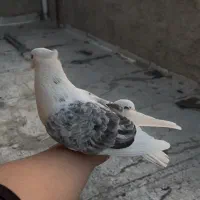 کفتر