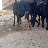 فروش۵راسبرهمادهشیشکقرهقزلافشاریلخت|حیوانات مزرعه|کنگاور, |دیوار