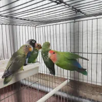 طوطی برزیلی