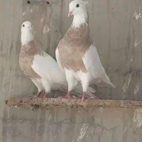 طوقی|پرنده|امیدیه, |دیوار