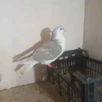 طوقی و ساده لایی و ساده کلاغ دم