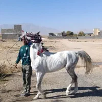 اسب سفید|اسب و تجهیزات اسبسواری|خرمآباد, |دیوار