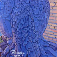 فروش و معاوضه ماکیان سندی|لوازم التحریر|سراوان, |دیوار