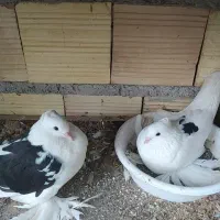 کبوتر تزیینی درجه یک فروش و معاوضه