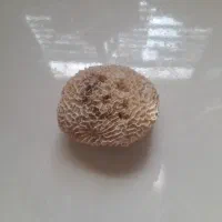 سنگ اکواریم معاوضه با مرغ یا جوجه|ماهی|شاهین‌شهر, خانه کارگر|دیوار