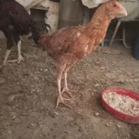 جوجه مرغ و خروس لاری|حیوانات مزرعه|تربت‌حیدریه, طالقانی|دیوار