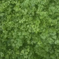 سبزیجات محلی وکاملاتازه وارگانیک|خوردنی و آشامیدنی|شاندرمن, |دیوار