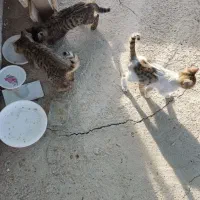 واگذاری بچه گربه