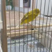 قناری خوشرنگ و خوش قد|پرنده|قزوین, |دیوار