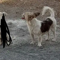 ماده پاپی نگهبان|سگ|مبارکه, |دیوار