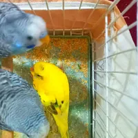 مرغ عشق|پرنده|نیشابور, دارایی|دیوار