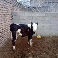 گاو و گوساله فروشی