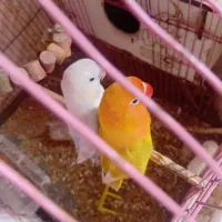 کوتوله برزیلی قیمت مقطوع