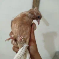 کله زرد طوقی|پرنده|شیراز, احمدی جنوبی|دیوار