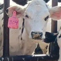 ۲تا گوساله صنعتی مادرا ۵۰کیلو شیر