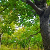 باغ روئین ۱۵۰ متر