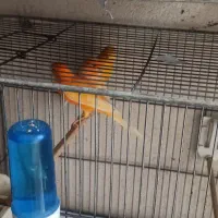 رد فکتور. سبز . پرتقالی. لیمویی . فائو