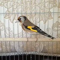 ۵ عدد سهره ماده رسمی دوساله و کرمونی کارداده