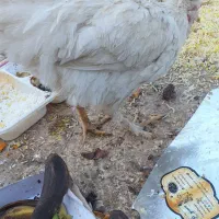 ۵ عدد خروس|حیوانات مزرعه|نجفآباد, جعفرآباد|دیوار