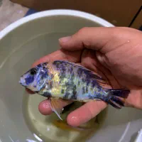 سیچلاید سایز بزرگ قیمت مناسب