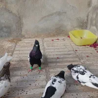 کبوتر سینه نروماده 6 ماه هستن مست