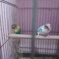 سه جفت طوطی برزیلی کوتوله خونگی نژاد دا ر|پرنده|تهران, جوادیه|دیوار