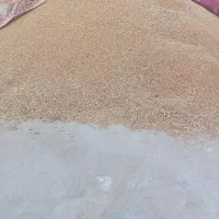 گندم چمران تمیز وکاه