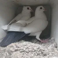 کفتر دمسیاه