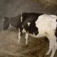 گاو هلشتان ماده