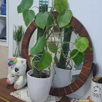 گل  با گلدون سرامیکی  وزیر  گلدون