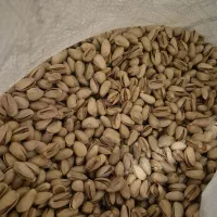 خریدو فروش  پسته از کشاورزان محترم با بهترین قیمت