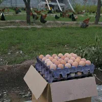 تخم مرغ نطفه دار محلی،جهت جوجه کشی و درمان|حیوانات مزرعه|تبریز, |دیوار