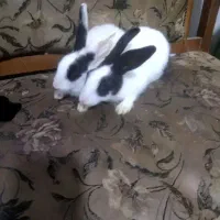 خرگوش لوپ|موش و خرگوش|سبزوار, جوادیه شرقی|دیوار