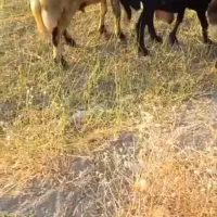 قورچ|حیوانات مزرعه|سیلاخور, |دیوار