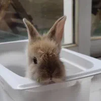 خرگوش سوپرلوپ