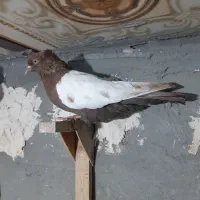 کبوتر سینه تافته‌ای|پرنده|مرودشت, رامجرد یک|دیوار