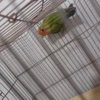 طوطی برزیلی کوتوله