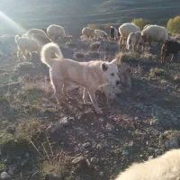 سگ سرابی زات قدیم