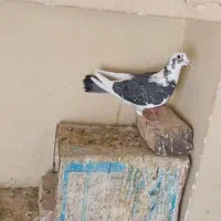 ابلغ